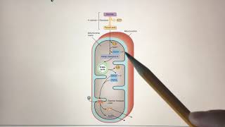 CHAPTER 25 Metabolism and Nutrition Video 6 [upl. by Beale]