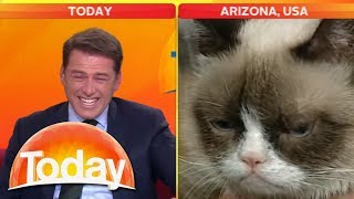 Look at that cat Reporter cant stop laughing at Grumpy Cat  Today Show Australia [upl. by Anerroc987]