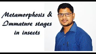 Lecture 16 Metamorphosis amp immature stages in insects [upl. by Sorensen]