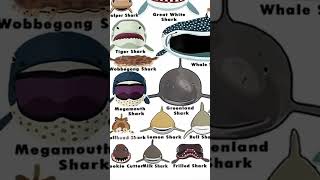 Types Of Shark Faces  Nurse Shark  Part 2 shorts sharks wildlife [upl. by Atekihc153]