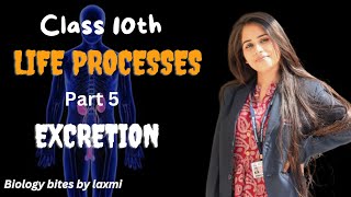 Excretion in human beings class 10th biology  life Processes class 10th biology [upl. by Bernita]