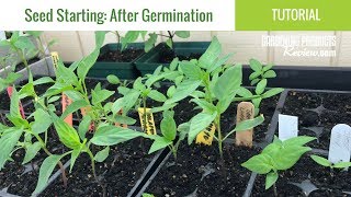 Seeds Have Germinated Now What How to Care for Seedlings  Seed Starting Part 2 [upl. by Ghassan]