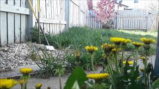 timelapse of dandelions an example of nyctinasty [upl. by Nosidam]