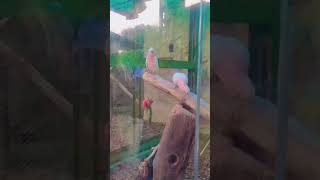 Lahore Zoo 2024Full Fun ampEntertainment [upl. by Sorci]