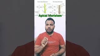 Meristematic Tissues In Plants  Root Apical Meristem  Shoot Apical Meristem ncert biology neet [upl. by Tyrrell964]