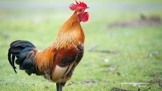 Hen vlogs  Rooster crowing  Murga ki azan  Murga ki bang [upl. by Atires]