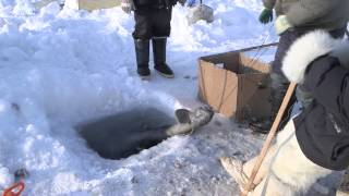 Polar Hunters on Greenland are becoming Fishermen [upl. by Yeclek]