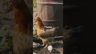 Amazing facts about Hens [upl. by Katalin]