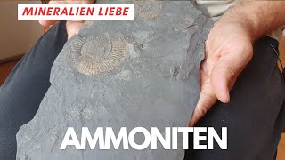 Ammoniten in Schieferplatte aus Sammlung [upl. by Dearman]