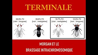 Morgan et le brassage intrachromosomique [upl. by Asiela]