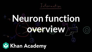 Overview of neuron function  Nervous system physiology  NCLEXRN  Khan Academy [upl. by Ennail]