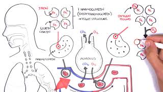 Oxygen  Haemoglobin Dissociation Curve  Physiology [upl. by Lander778]