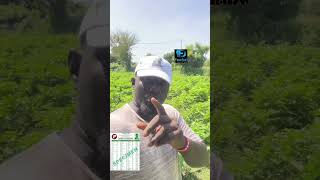 Daour Diallo recadre Becaye Mbaye [upl. by Bronwen]