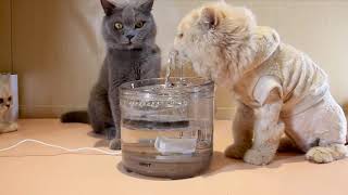 Top 7 Best Cat Water Fountain Reviews 2020 [upl. by Eliott]