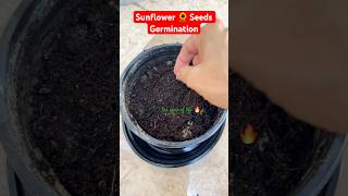 Sunflower seeds 🌻Germination 🌻 asmr shorts homegardening germinagermination sunflower [upl. by Dom]