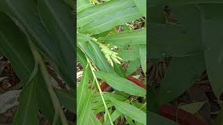 Hedychium coronariumwhite ginger lily is a perennial flowering plant in the family Zingiberaceae [upl. by Ahsoik]