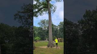 110ft Oak Tree Splits as it Falls [upl. by Lilaj990]