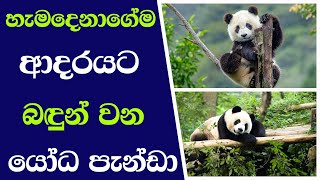 හැමදෙනාගේම ආදරයට බඳුන් වන යෝධ පැන්ඩා  panda [upl. by Solomon]