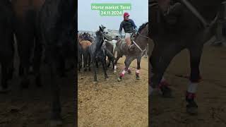 Dickie the horse horse stallion equestrian video [upl. by Ahtaela474]