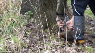 Possum Trapping New Zealand 1 [upl. by Brandise]