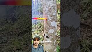 Why do we put hot iron rods in trees righttoshiksha tree agriculture woodworking wood [upl. by Nilecoj]