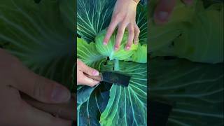 CABBAGE FARMING AMAZING TECHNIQUES satisfying shorts [upl. by Cohlette]