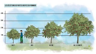 Comment créer des arbres fruitiers pour à peine 2 euros [upl. by Salamanca]