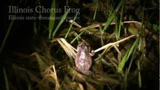 Illinois Chorus Frogs [upl. by Wildon]