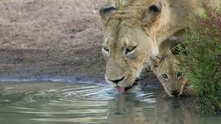 Honeyguide Tented Safari Camps Video  Mantobeni Camp [upl. by Arratahs672]