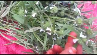 தும்பை செடி  Thumbai Poo  Thumbai Plant  Leucas aspera [upl. by Leahcar]