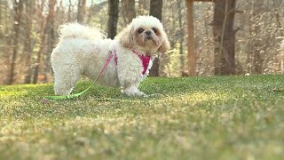 Video captures coyote attacking dog in Mass neighborhood [upl. by Lednar]