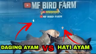 Tes Umpan Ikan Bawal Daging Ayam VS Hati Ayam [upl. by Ennaerb]