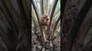 Manen part3 shortvideo part3 sawit petanimuda agriculturepalmoil nature [upl. by Virgilia]