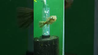 Leiodon CutcutiaOcellated pufferfish feeding [upl. by Amos]