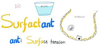 Lung Surfactant  Surface Tension  Alveoli  Type II Pneumocytes  NRDS  Physiology [upl. by Aderf]