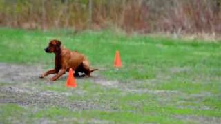 Rhodesian Ridgeback Obedience [upl. by Ariamat35]