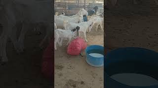 GOAT Farming In Pakistan Kamori Goat FarminG Gulabi Gott FarminG [upl. by Annaitsirhc]