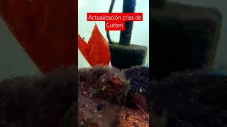 Las crías de Cryptoheros cutteri siguen creciendo 😍 acuarofilia fish fishtank peces [upl. by Letnohc]