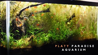 EPIC 20Gallon Platy Paradise 🌿 STUNNING Aquascape amp Peaceful Fish Tank Setup [upl. by Anitsuj646]