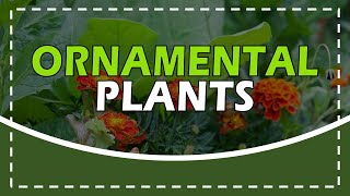 ORNAMENTAL PLANTS [upl. by Saphra]