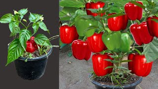 Great Technique For Grafting Pepper Tree From Pepper Fruit Growing fest With Aloe Vera [upl. by Afesoj]