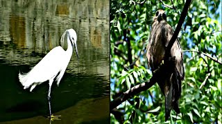 Beautiful Birds  Shoot by Nikon D7200  Wildlife Tourism DP Vlogs [upl. by Bettine]