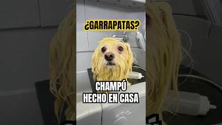 ¡¡Le Preparé un CHAMPÚ DE ALO VERA Refacillll victorthegroomer shorts [upl. by Dadivitan729]