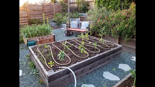 Garden Irrigation Solutions Explore DIY drip soaker hoses clay ollas and even rainwater capture [upl. by Vernen889]