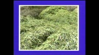 How to make silage السيلاج Arabic [upl. by Yesmar]