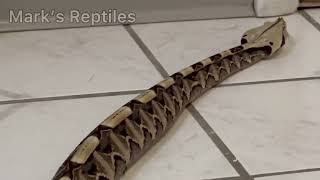 Gaboon Viper Rectilinear Locomotion [upl. by Celinka858]