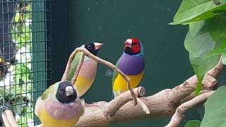 Gouldian Finches in aviary outside Gouldamadines in buiten voliere [upl. by Geoff711]