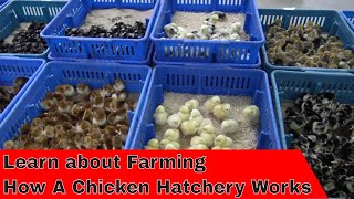 Tour How a Hatchery Works [upl. by Dosi]