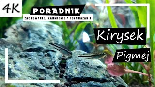 Kirysek Pigmej  Kompletny Poradnik 4K [upl. by Atiuqehc]