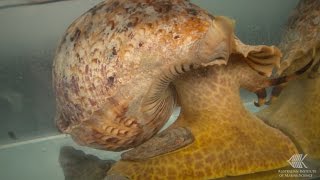 How a CrownofThorns starfish reacts to the smell of a Giant Triton [upl. by Oidualc]